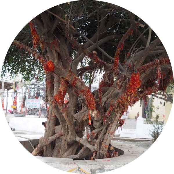 arbre décoré par les fidèles, Chotila, Rajasthan • Inde